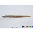 Zoarcidae, undescr. gen. cf Andriashevia & sp. 1