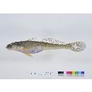 Synechogobius hasta (Temminck et Schlegel, 1845)