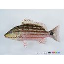 Lutjanus decussatus (Cuvier, 1828)