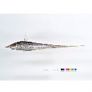 Coelorinchus multispinulosus Katayama, 1942