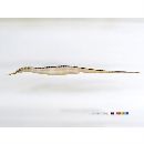 Solegnathus (Solegnathus) hardwickii (Gray, 1830)