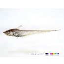 Coelorinchus jordani Smith et Pope, 1906