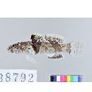 Callogobius sclateri (Steindachner, 1879)