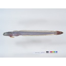 Odontamblyopus rubicundus (Hamilton, 1822)