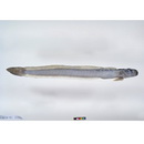 Odontamblyopus rubicundus (Hamilton, 1822)