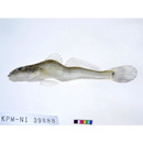 Synechogobius hasta (Temminck et Schlegel, 1845)