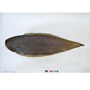 Cynoglossus abbreviatus (Gray, 1835)