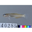 Amblygobius nocturnus (Herre, 1945)