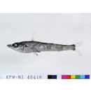 Chlorophthalmus albatrossis Jordan et Starks, 1904