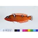 Coris gaimard (Quoy et Gaimard, 1824)