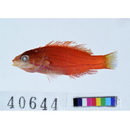 Paracheilinus carpenteri Randall et Lubbock, 1981