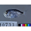 Gephyroberyx darwinii (Johnson, 1866)