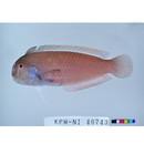 Iniistius verrens (Jordan et Evermann, 1902)