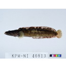 Ernogrammus hexagrammus (Temminck et Schlegel, 1845)