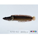 Ernogrammus hexagrammus (Temminck et Schlegel, 1845)