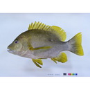 Lutjanus rivulatus (Cuvier, 1828)