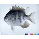 Amblyglyphidodon curacao (Bloch, 1787)