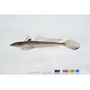 Repomucenus richardsonii (Bleeker, 1854)