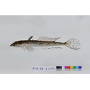 Repomucenus huguenini (Bleeker, 1858-1859)