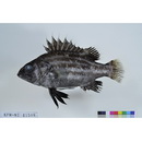 Stereolepis doederleini Lindberg et Krasyukova, 1969