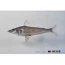 Chlorophthalmus acutifrons Hiyama, 1940