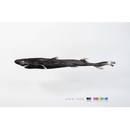 Etmopterus pusillus (Lowe, 1839)