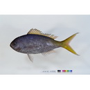 Paracaesio xanthura (Bleeker, 1869)