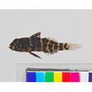 Dotsugobius bleekeri (Popta, 1921)