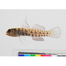 Eviota japonica Jewett et Lachner, 1983