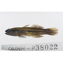 Tridentiger bifasciatus Steindachner, 1881