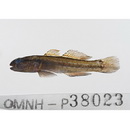 Tridentiger trigonocephalus (Gill, 1859)