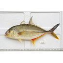 Caranx papuensis Alleyn et Macleay, 1877