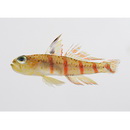 Gobiidae, indeterminate genus et species