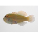 Gobiodon brochus Harold et Winterbottom, 1999