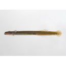 Luciogobius guttatus Gill, 1859