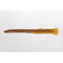 Luciogobius platycephalus Shiogaki et Dotu, 1976