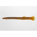 Luciogobius platycephalus Shiogaki et Dotu, 1976