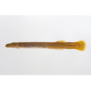 Luciogobius platycephalus Shiogaki et Dotu, 1976