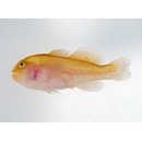 Gobiodon unicolor (Castelnau, 1873)