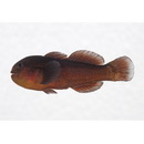 Gobiodon unicolor (Castelnau, 1873)