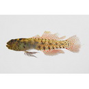 Eviota japonica Jewett et Lachner, 1983