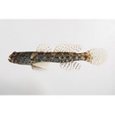 Cryptocentrus maudae Fowler, 1937