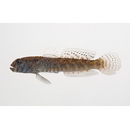 Cryptocentroides insignis (Seale, 1910)