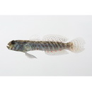 Cryptocentroides insignis (Seale, 1910)