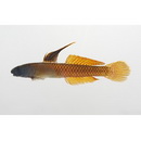 Stiphodon imperiorientis Watson et Chen, 1998