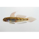 Oligolepis acutipennis (Valenciennes, 1837)