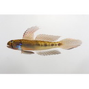 Oligolepis acutipennis (Valenciennes, 1837)