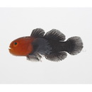 Paragobiodon echinocephalus (Ruppell, 1830)