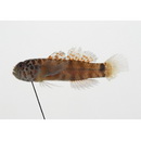 Eviota rubriguttata Greenfield et Suzuki, 2011