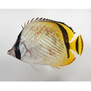 Chaetodon vagabundus Linnaeus, 1758